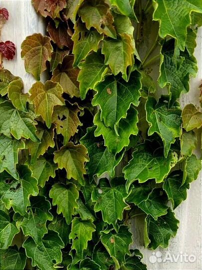 Декоративный виноград 2 сорта