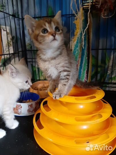 Котята шикарного окраса