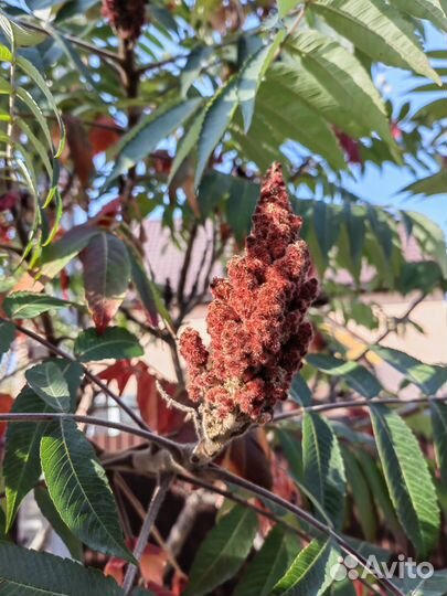 Саженцы сумах оленерогий