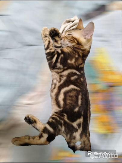 Бенгальский котенок с документами