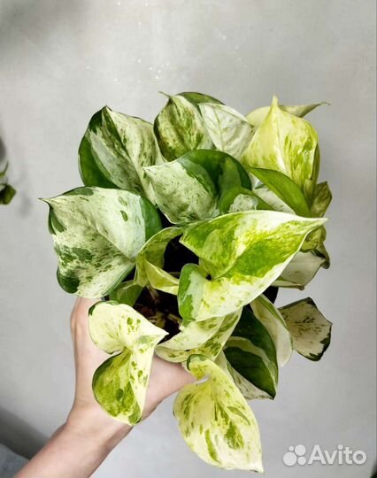 Ампельные растения.Сциндапсус,эпипремнум