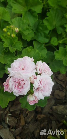 Пеларгония герань сортовая