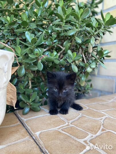 Кошка в дар