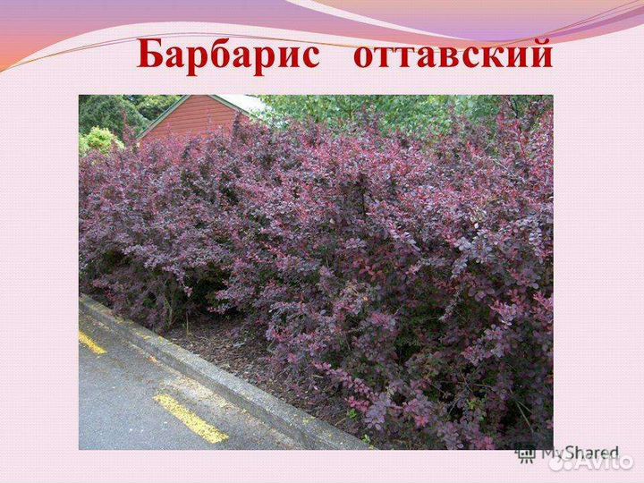Саженцы барбарис Оттавский