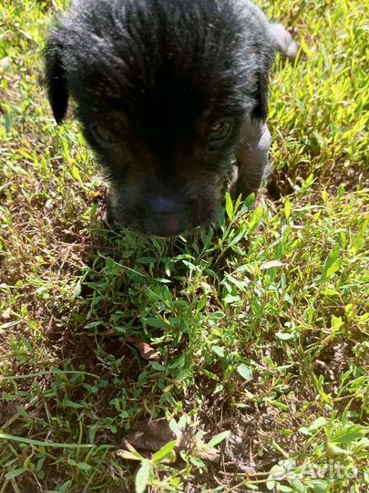 Собаки щенки маленькой породы