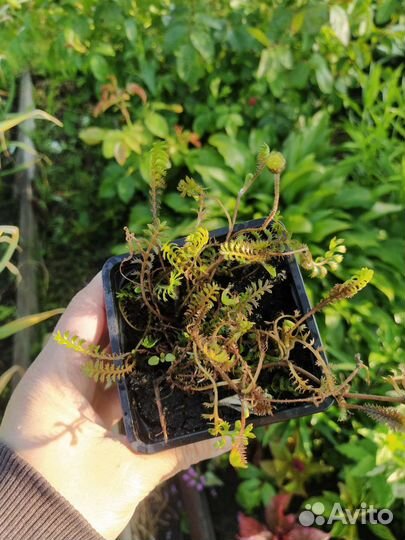 Почвопокровник катула