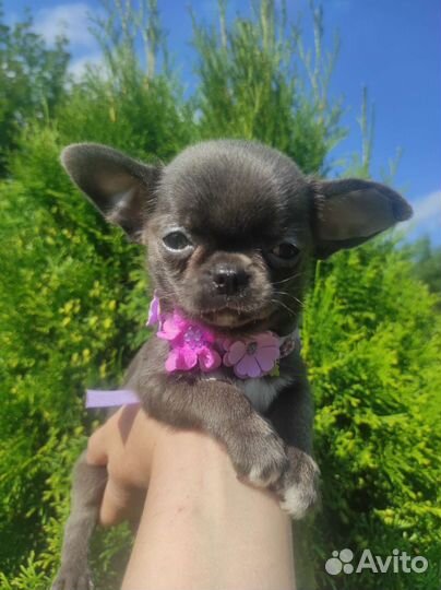 Голубая красотка чихуахуа