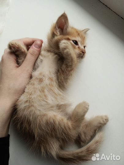 Рыжий котенок
