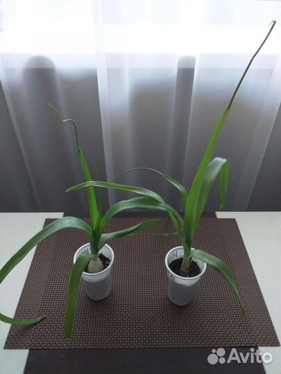 Индийский лук лечебный