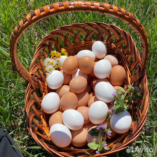 Домашние куриные яйца