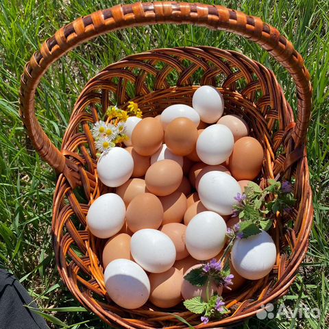 Домашние куриные яйца