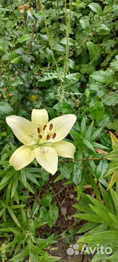 Лилии луковицы