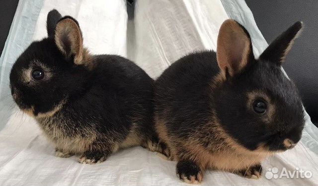 Много Карликовых Кроликов в Питомнике объявление продам