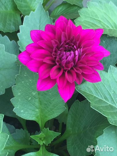 Рассада цветов