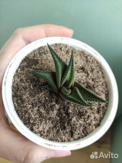 Суккулент хавортия лимифолия