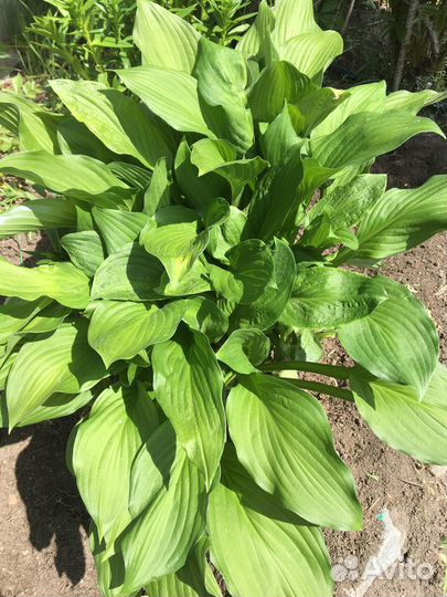 Хоста. Кусты большие