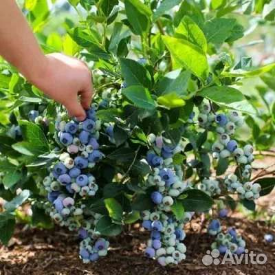 Голубика блюкроп спартан пуру