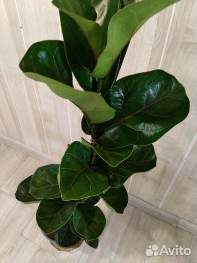 Фикус лирата бамбино 19/100