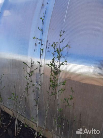 Боярышник кроваво-красный