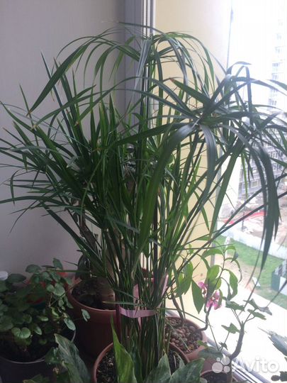 Циперус-папирус