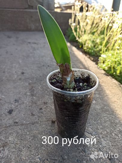 Гиппеаструм