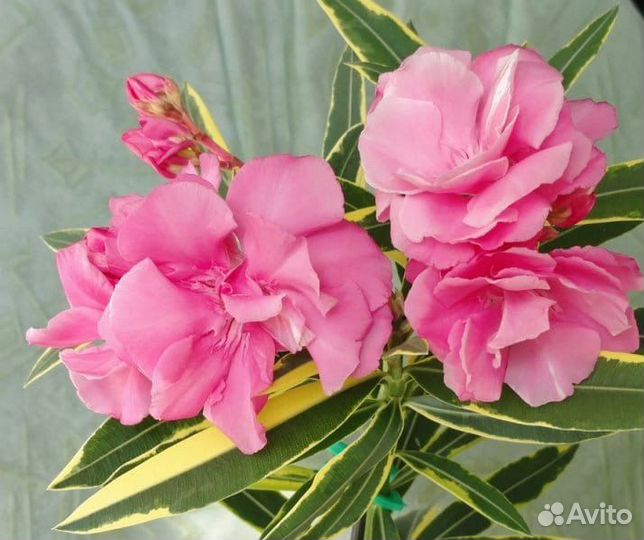 Олеандр вариегатный