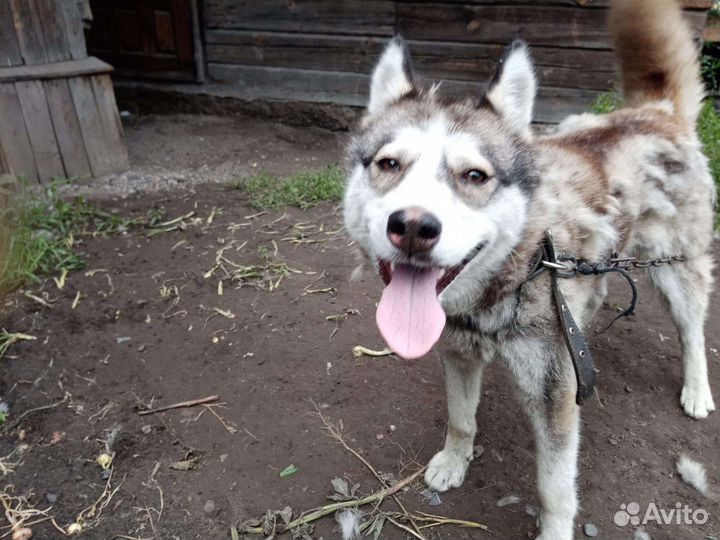 Хаски-девочка в добрые руки
