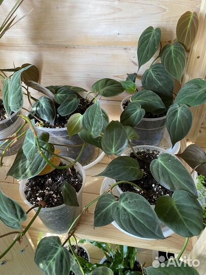 Филодендроны сканденс бразил, сканденс миканс