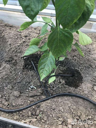 Капельный полив прикорневой