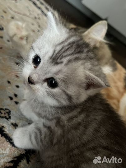 Шотландские котята