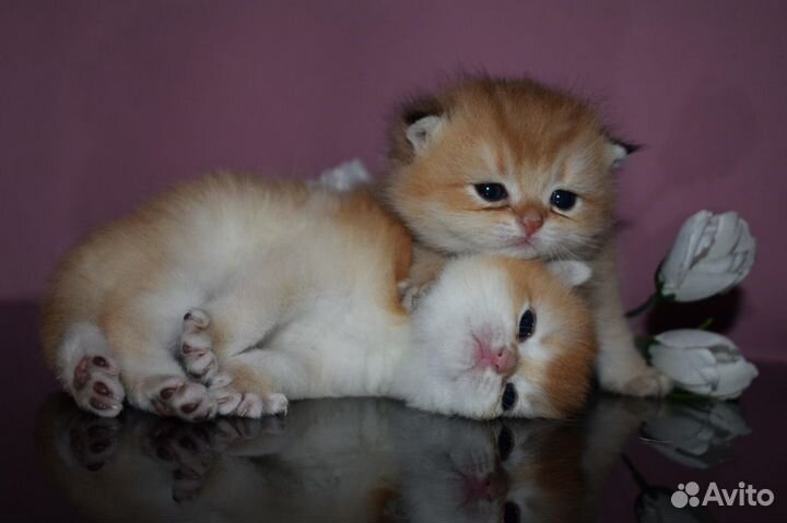 Клубные британцы