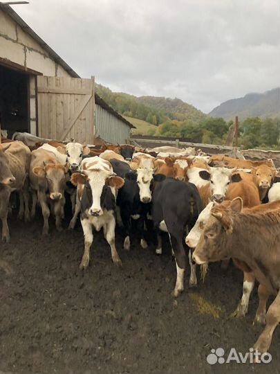 Телки 45 голов