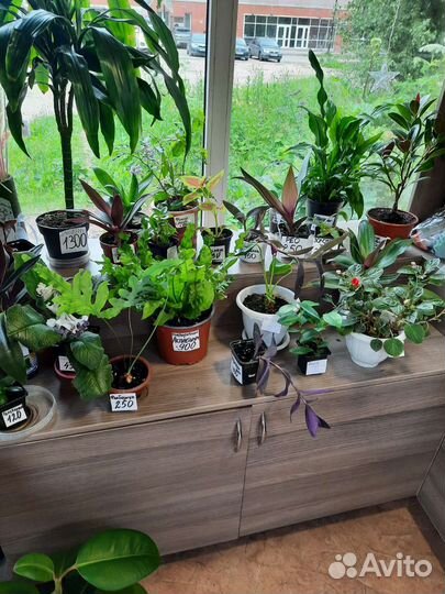 Комнатные растения цветы