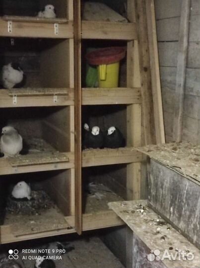 Продам голубей