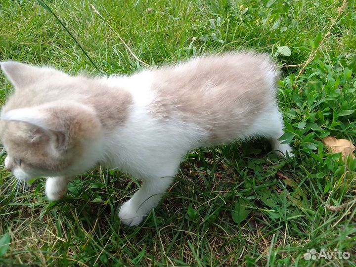 Котята