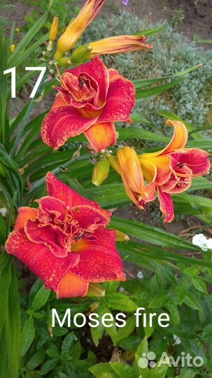 Лилейники сортовые