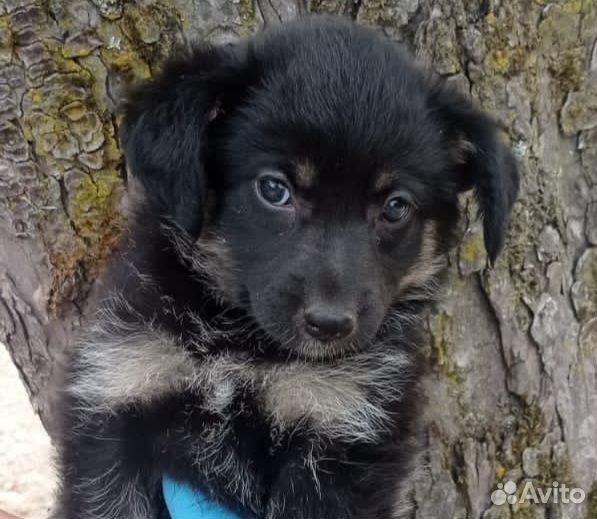 Щенки в добрые руки