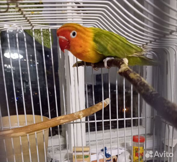 Попугай Неразлучник