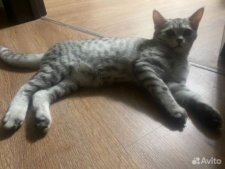 Шотландский прямоухий кот