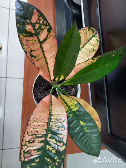 Кротон миссис Айстон