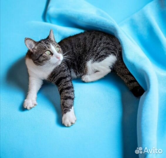 Солидный кот Степан ищет дом