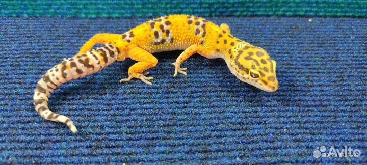 Леопардовые гекконы, Эублефары