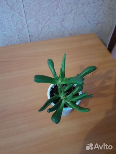 Толстянка хоббит