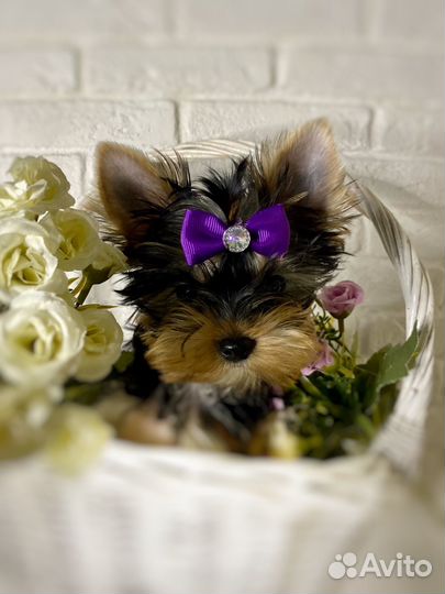 Йоркширский терьер