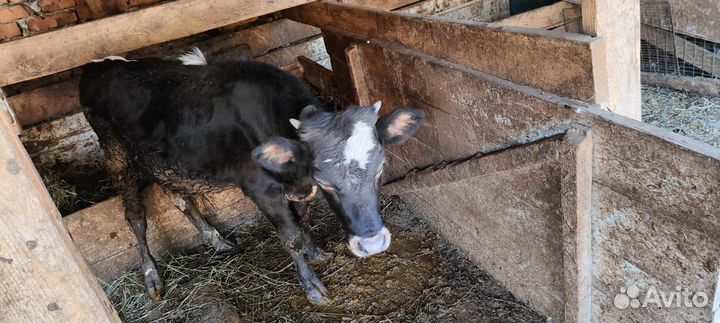 Продаётся бычок 6мес