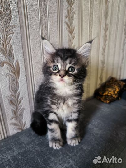 Котята мейн-кун