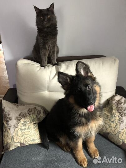 Щенок немецкой овчарки