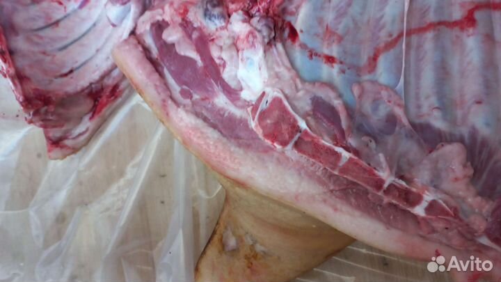 Мясо свинина оптом