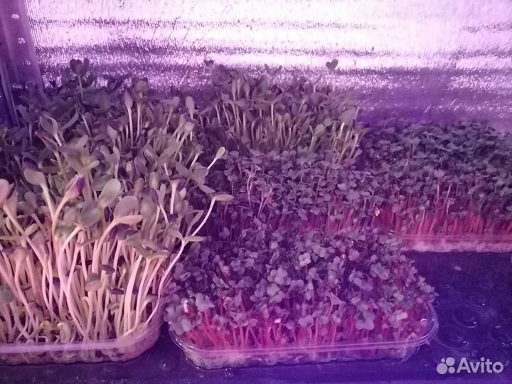 Редис Горох Мадрас Подсолнечник витграсс