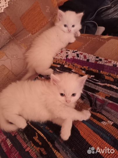 Отдам котят в добрые